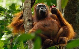 Imbas Dari Berkurangnya Populasi Orangutan Bagi Alam